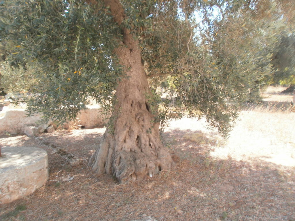 Гостевой дом Masseria Nuova San Marzano di San Giuseppe Экстерьер фото