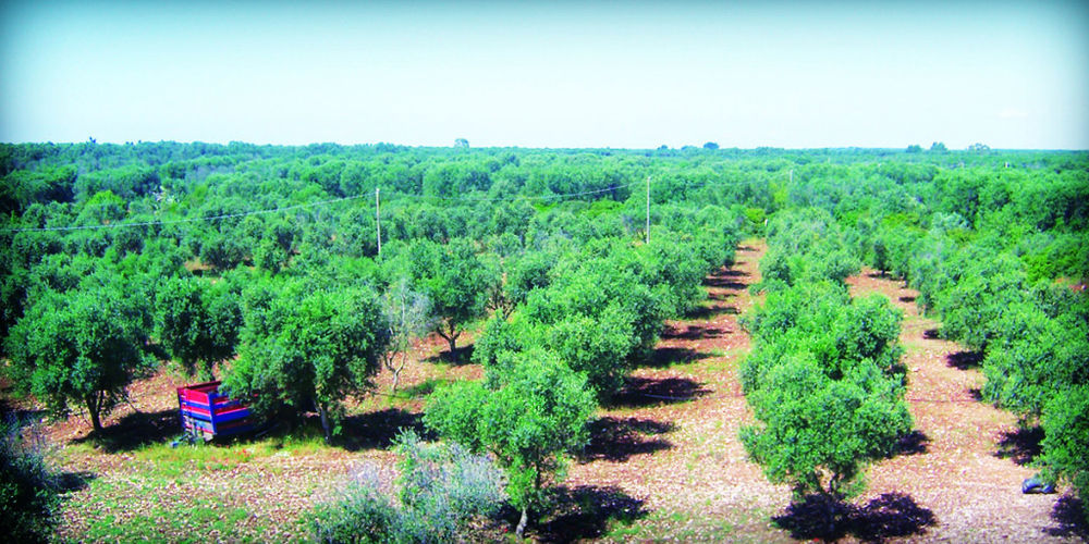Masseria Nuova Франкавилла-Фонтана Экстерьер фото